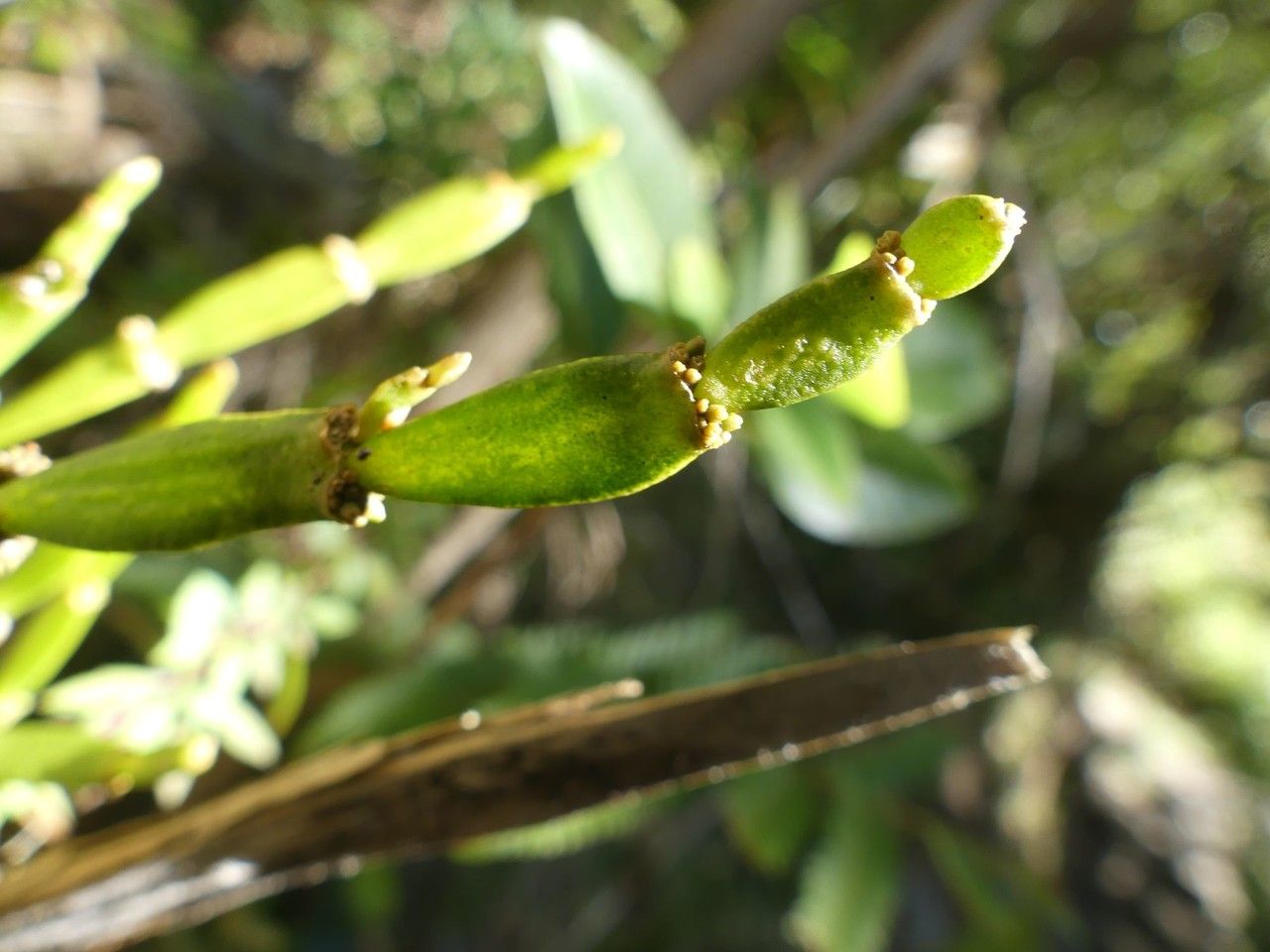 Korthalsella japonica — related species from the same genus