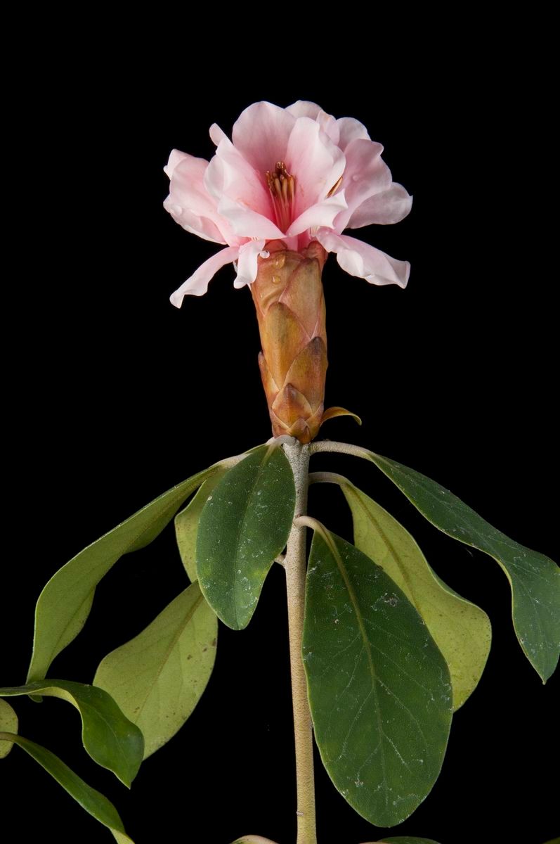 Rhododendron carstensense flower
