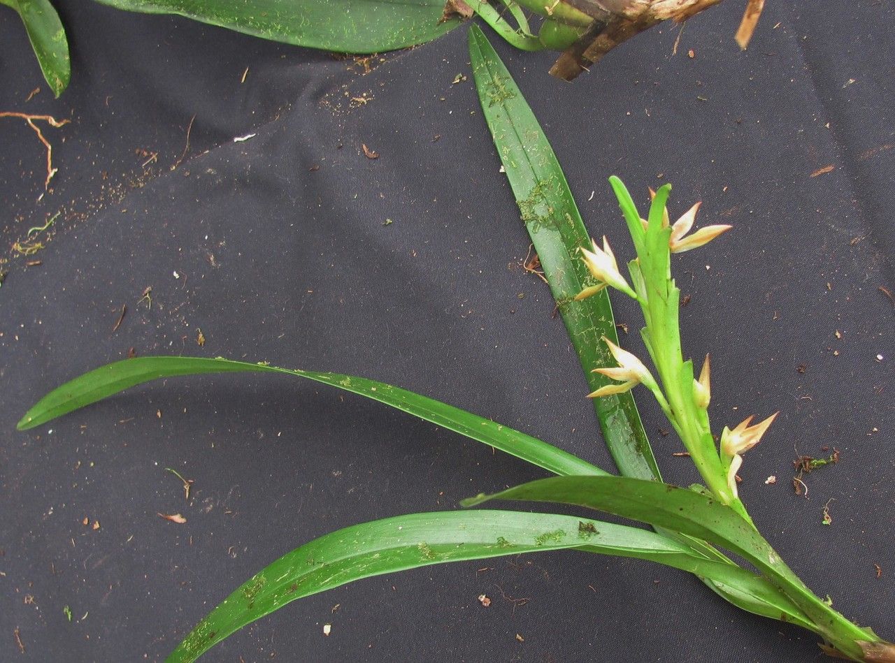 Camaridium nutantiflorum other