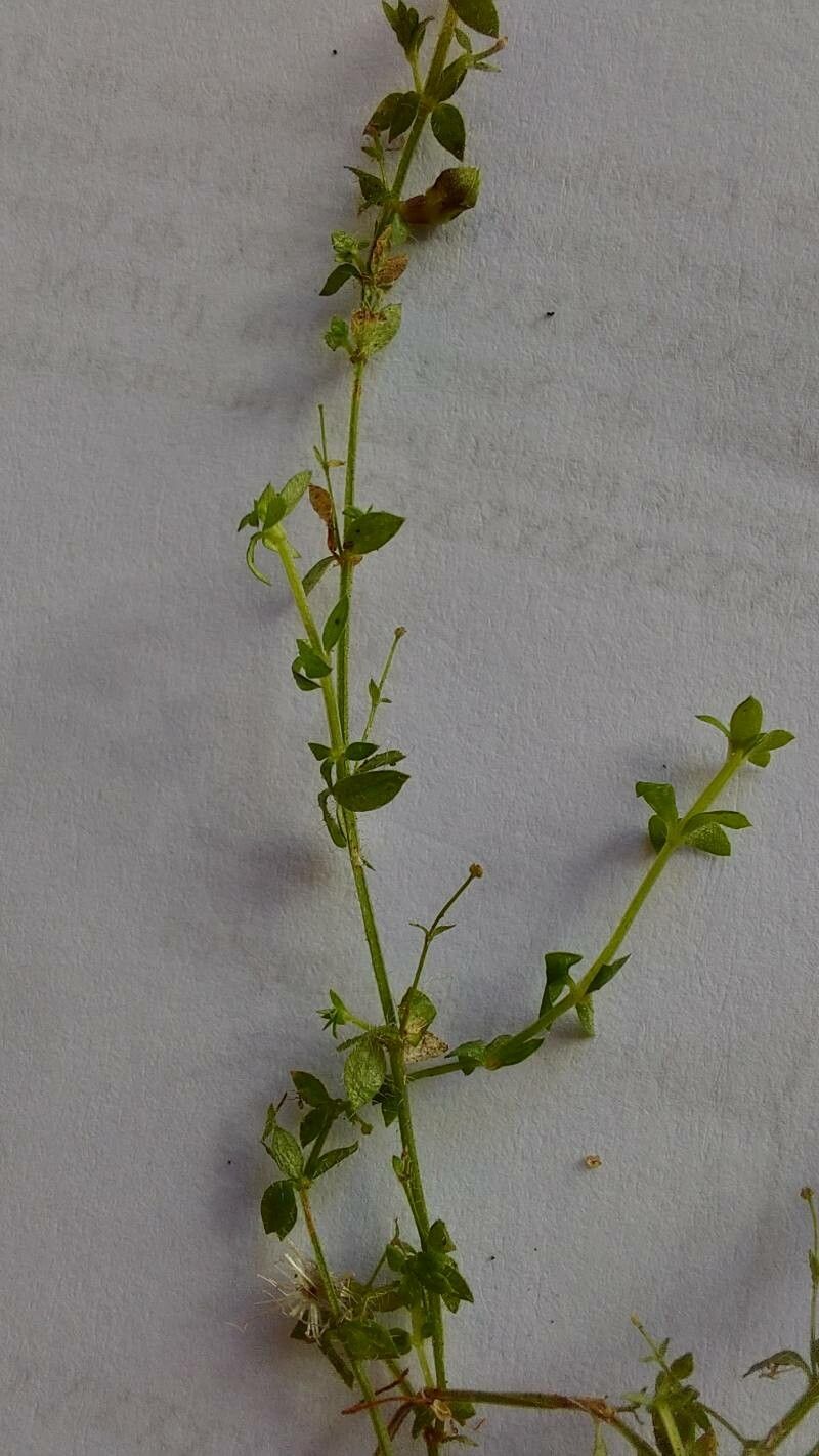 Galium humile — houseplant care guide