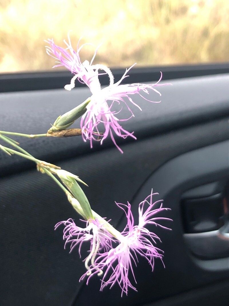 Dianthus broteroi flower
