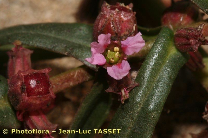 Ammannia robusta flower