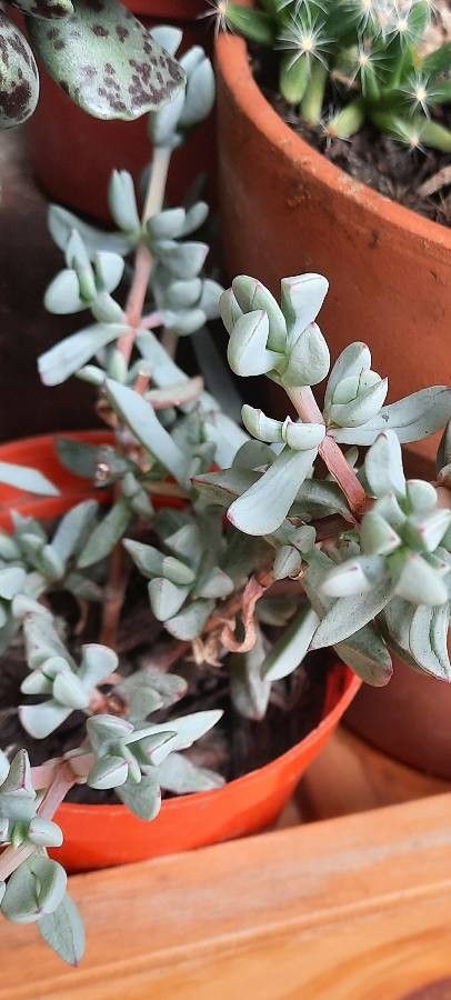 Oscularia pedunculata — related species from the same genus