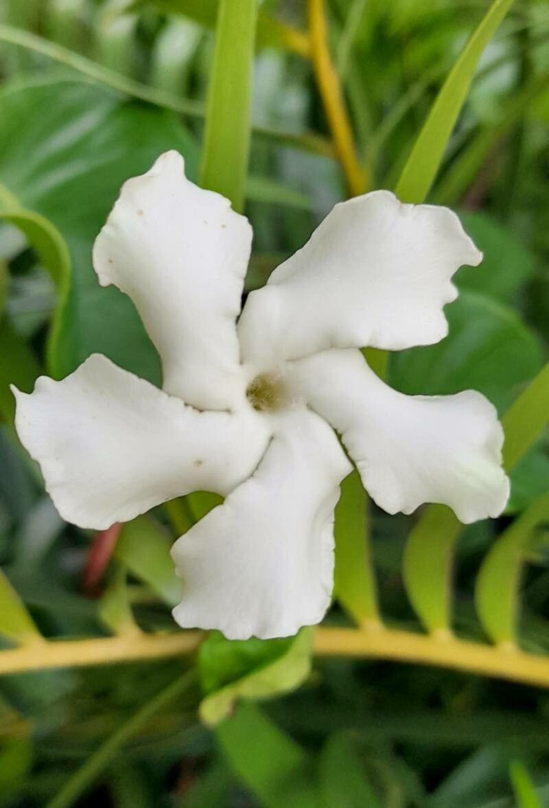 Echites umbellatus flower
