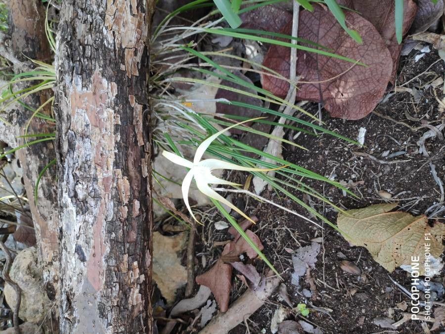 Brassavola cucullata — related species from the same genus