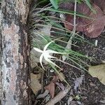 Brassavola cucullata