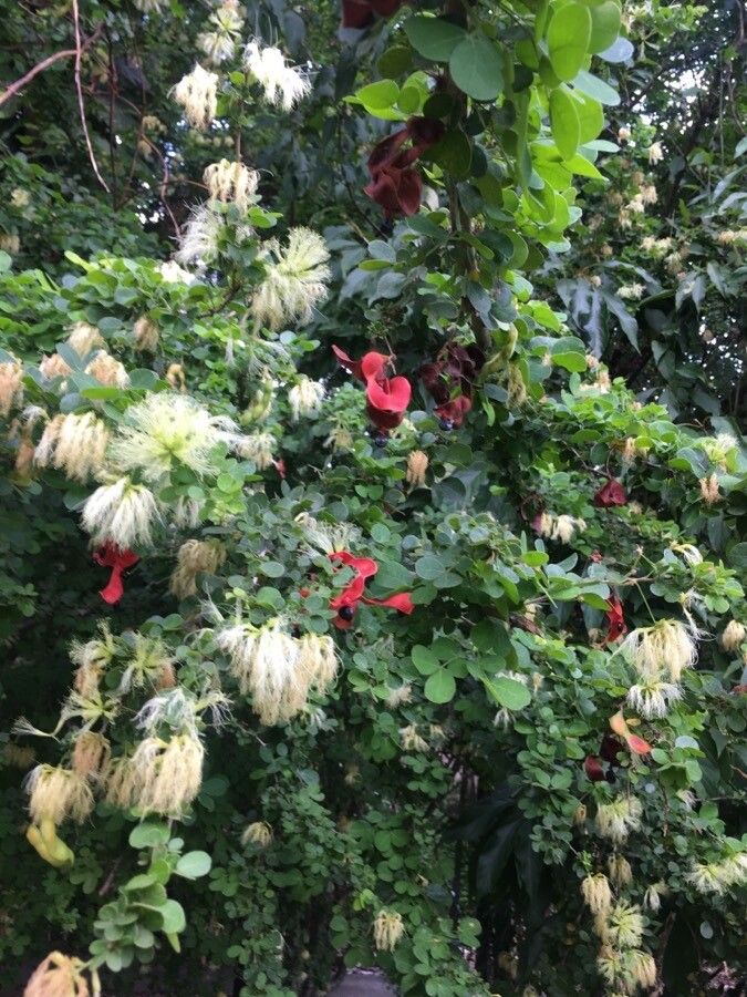 Pithecellobium diversifolium flower