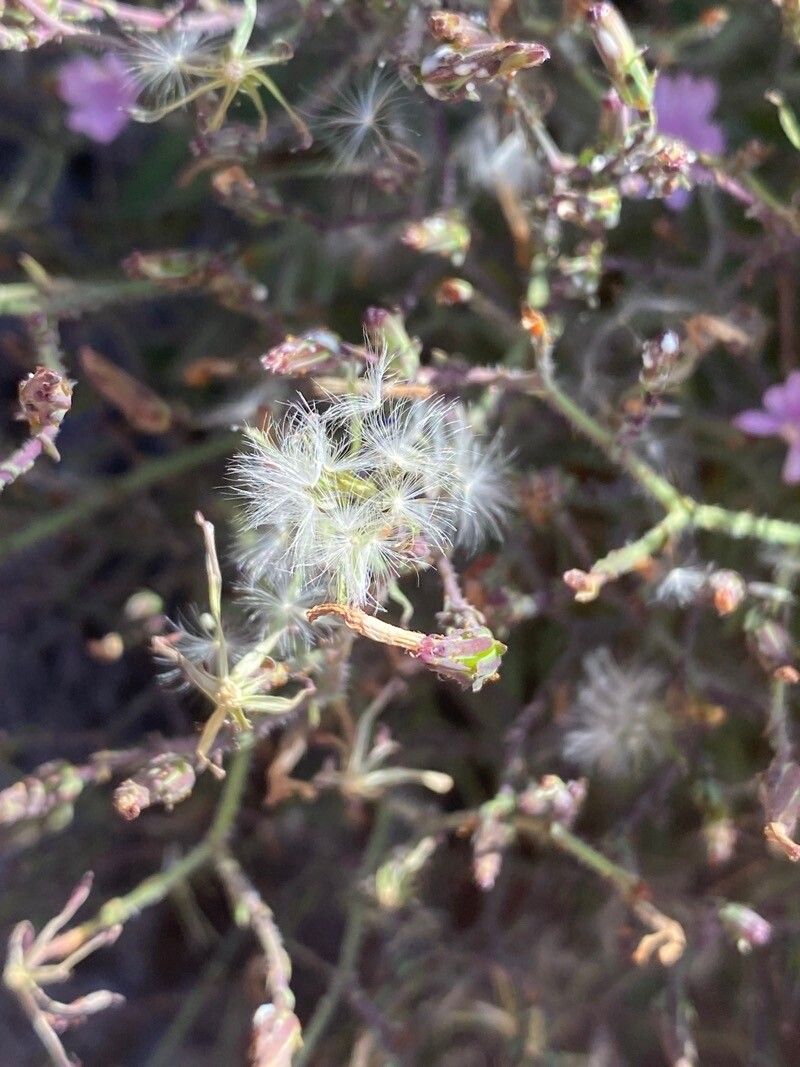 Lactuca palmensis fruit
