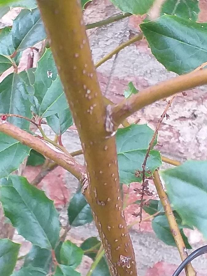 Itea ilicifolia bark