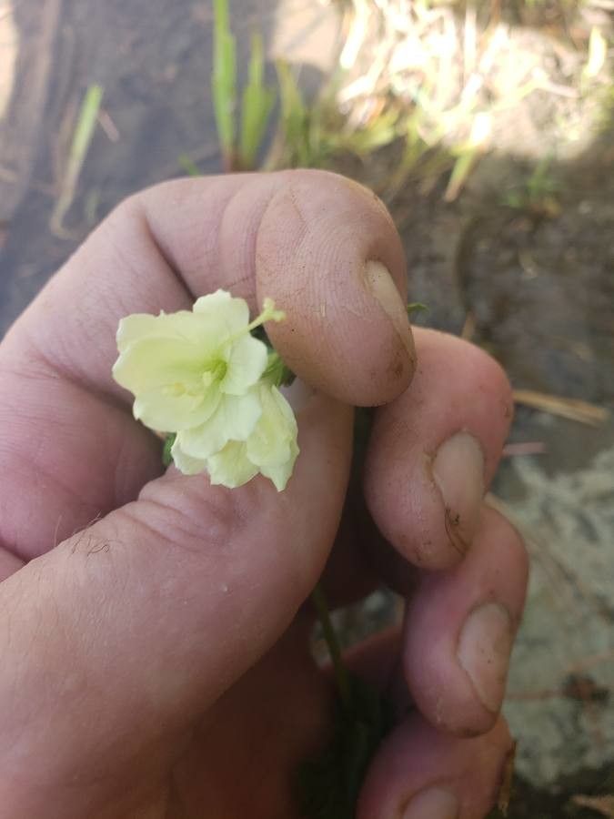 Epilobium luteum flower
