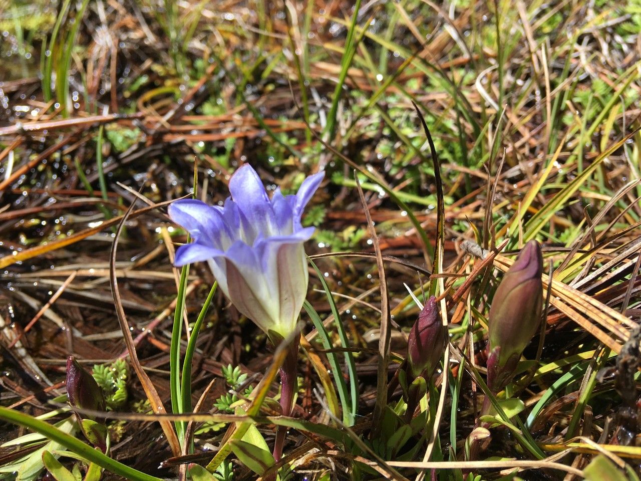 Gentiana ovatiloba — houseplant care guide