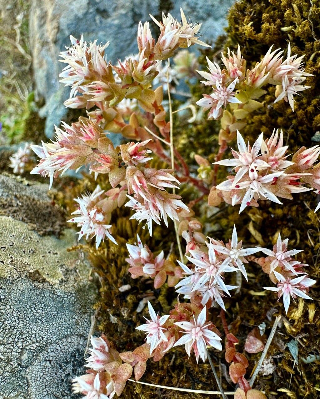 Sedum arenarium flower