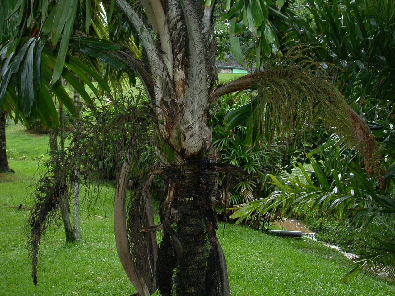 Aiphanes minima habit