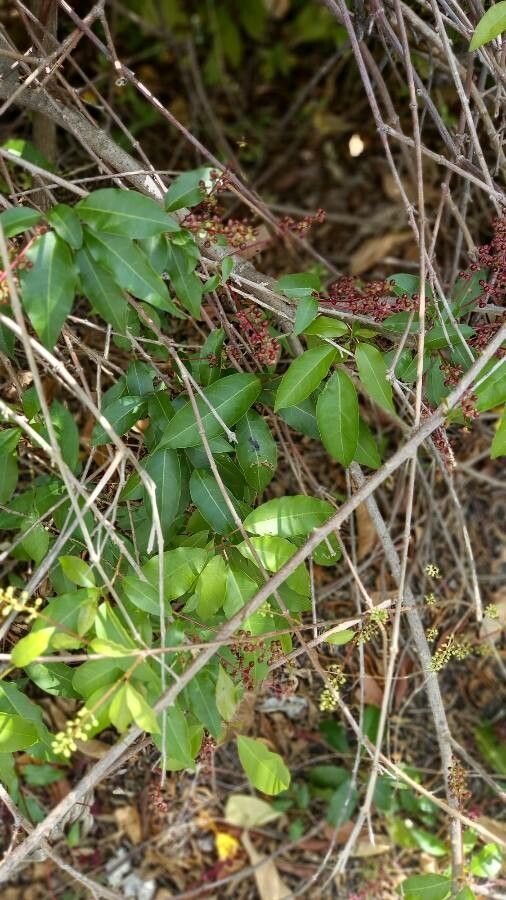 Trichostigma octandrum flower