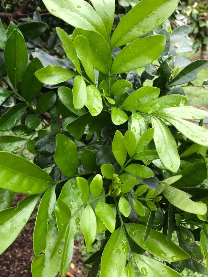 Trichilia havanensis — houseplant care guide