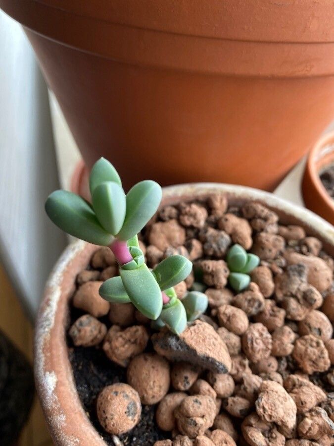 Corpuscularia lehmannii leaf