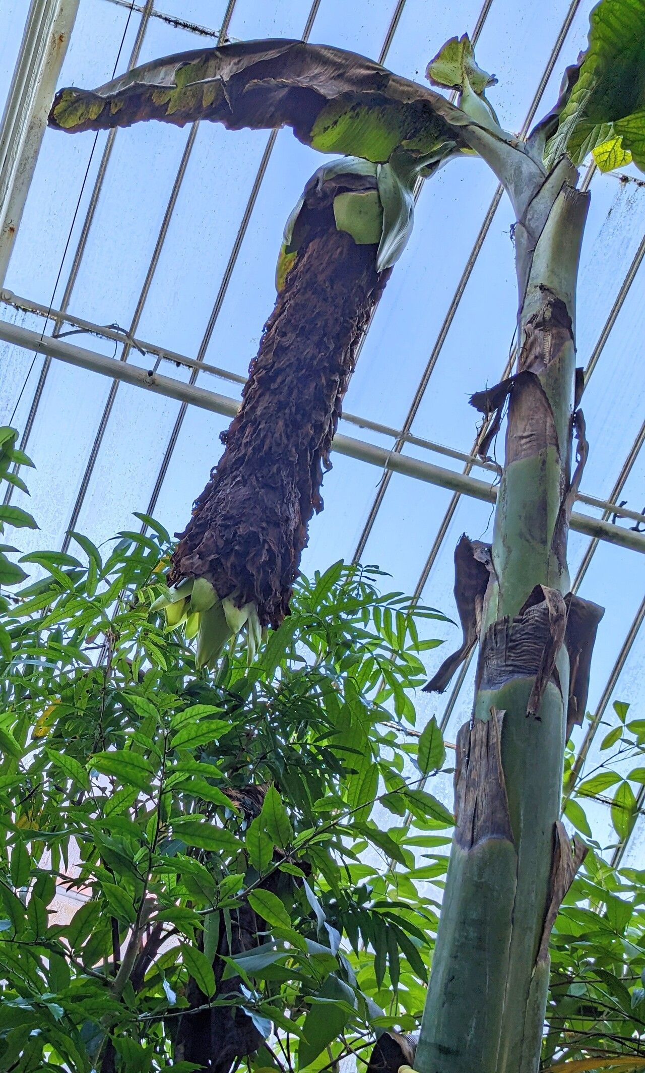 Ensete glaucum habit
