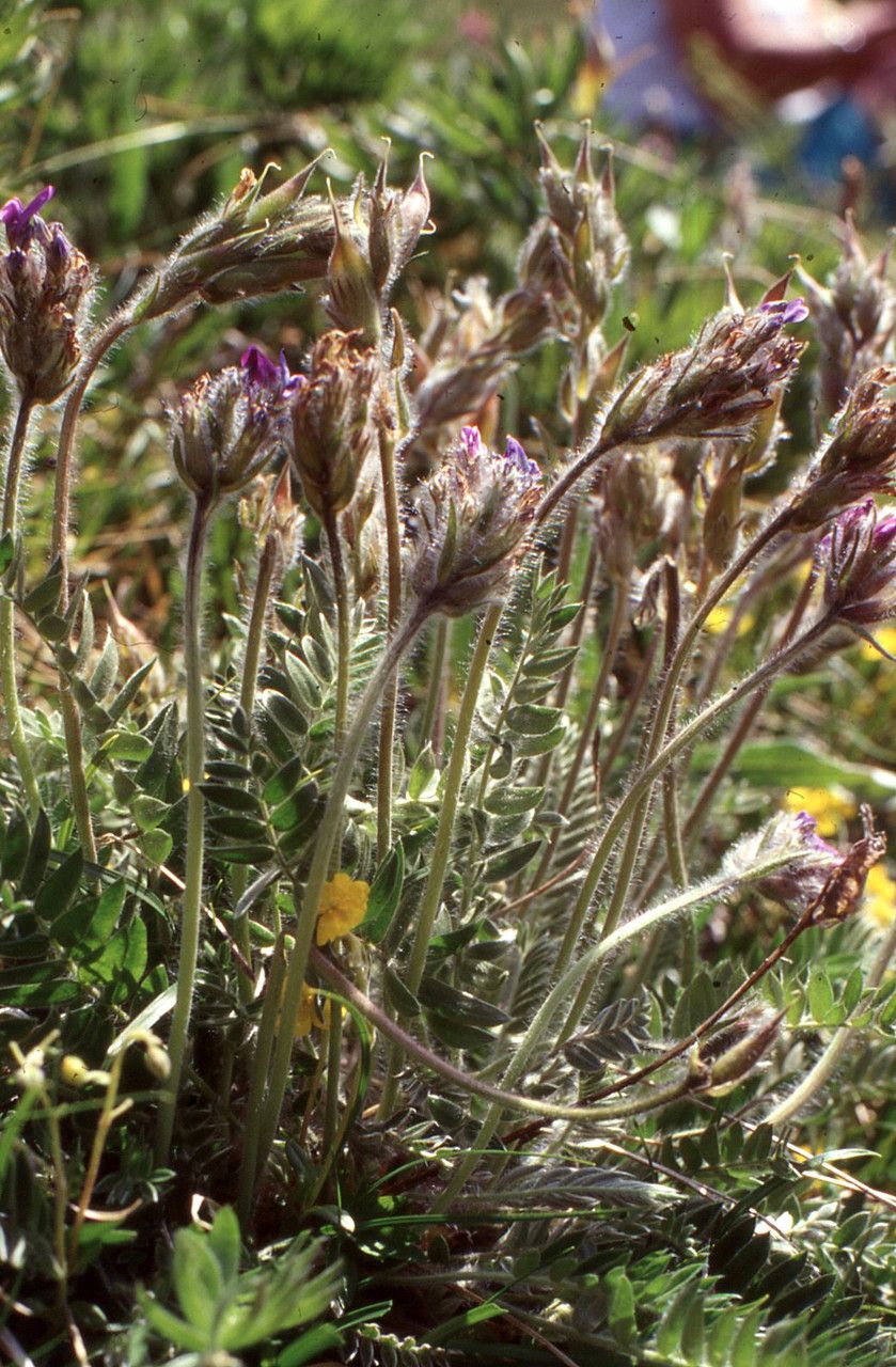 Oxytropis halleri fruit