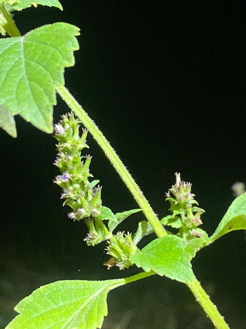 Cantinoa mutabilis bark