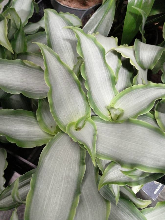 Murdannia loriformis leaf