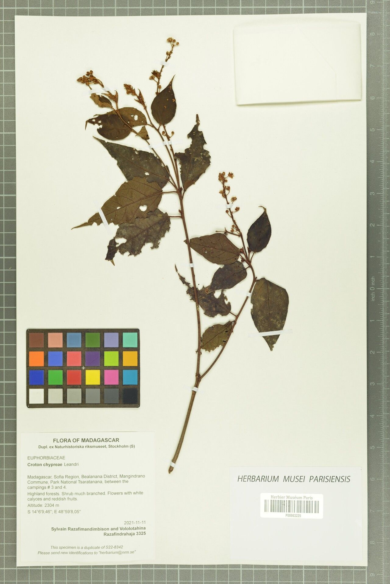 Croton chypreae — houseplant care guide