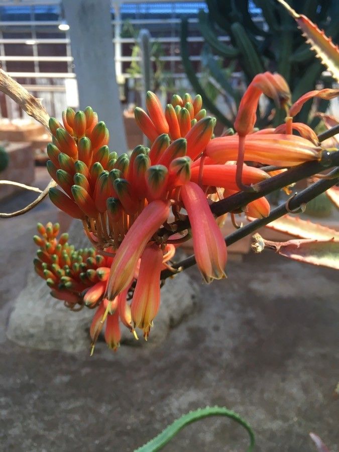 Aloe dawei flower