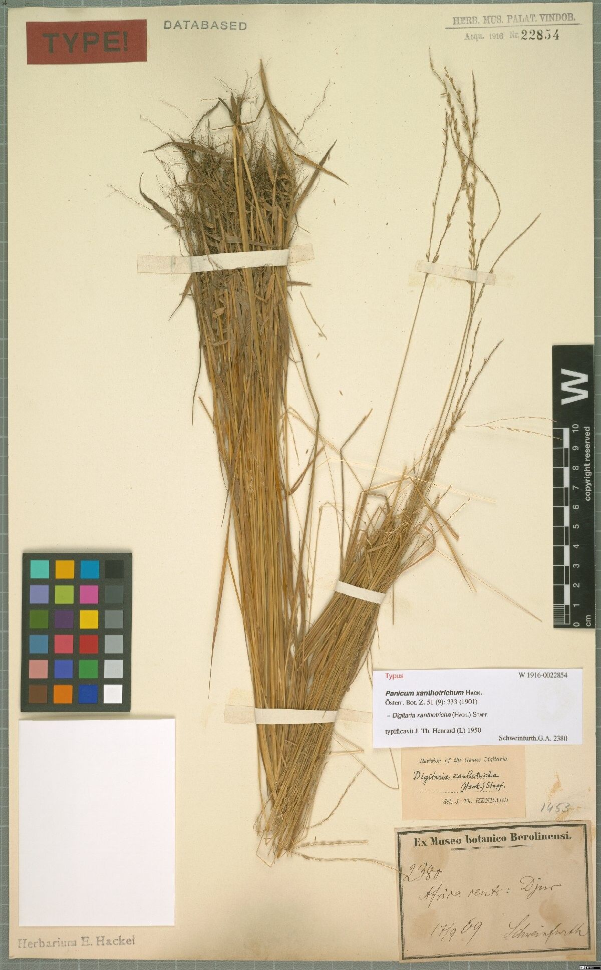 Digitaria xanthotricha — houseplant care guide