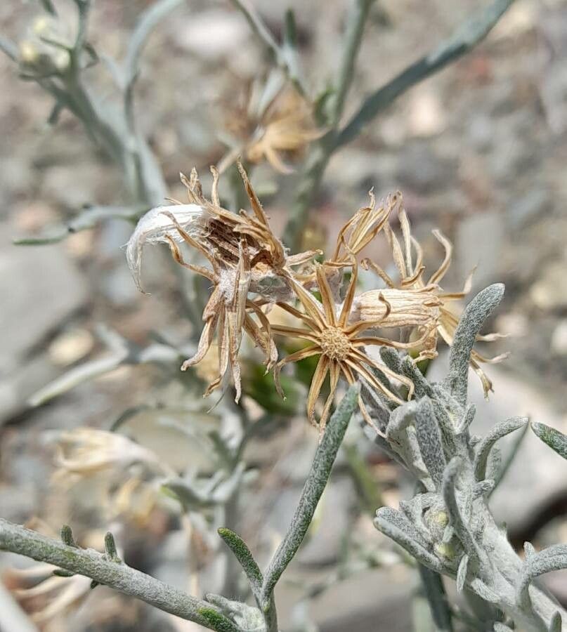 Seriphidium mendozanum other