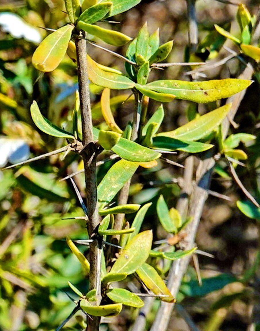 Blepharis capensis — houseplant care guide