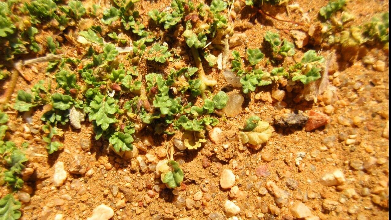 Corchorus depressus leaf