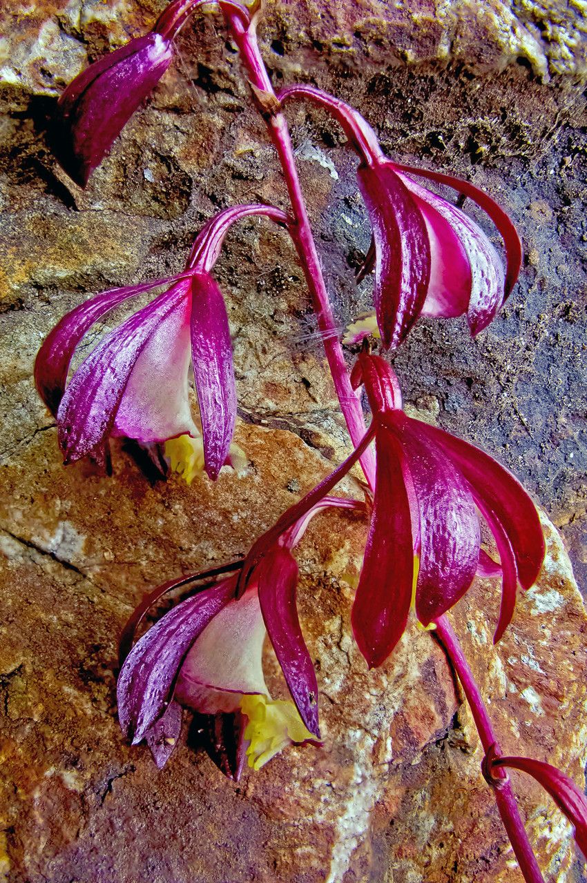 Bletia warnockii — houseplant care guide