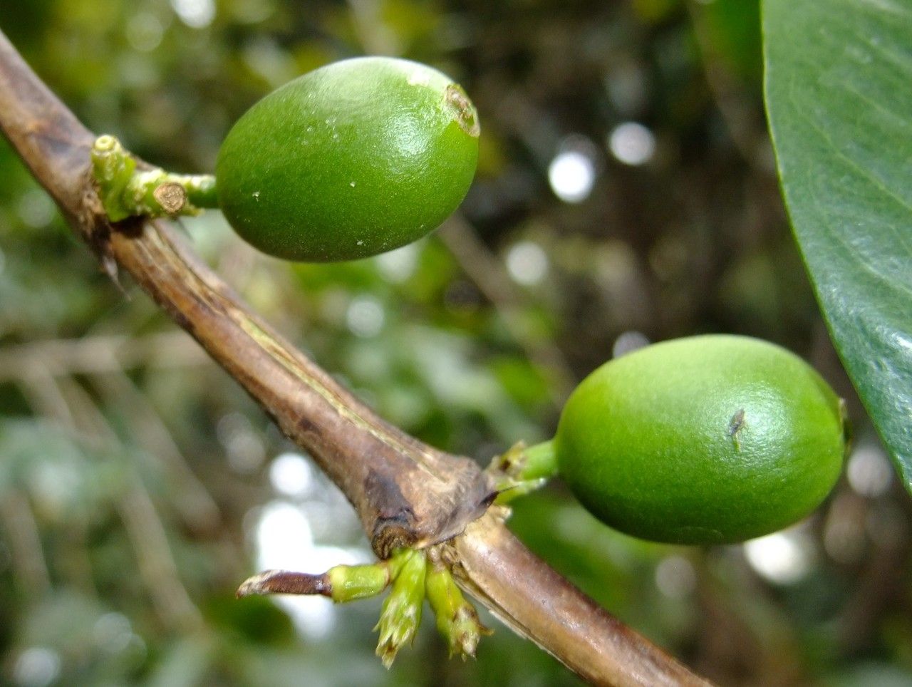 Coffea stenophylla fruit