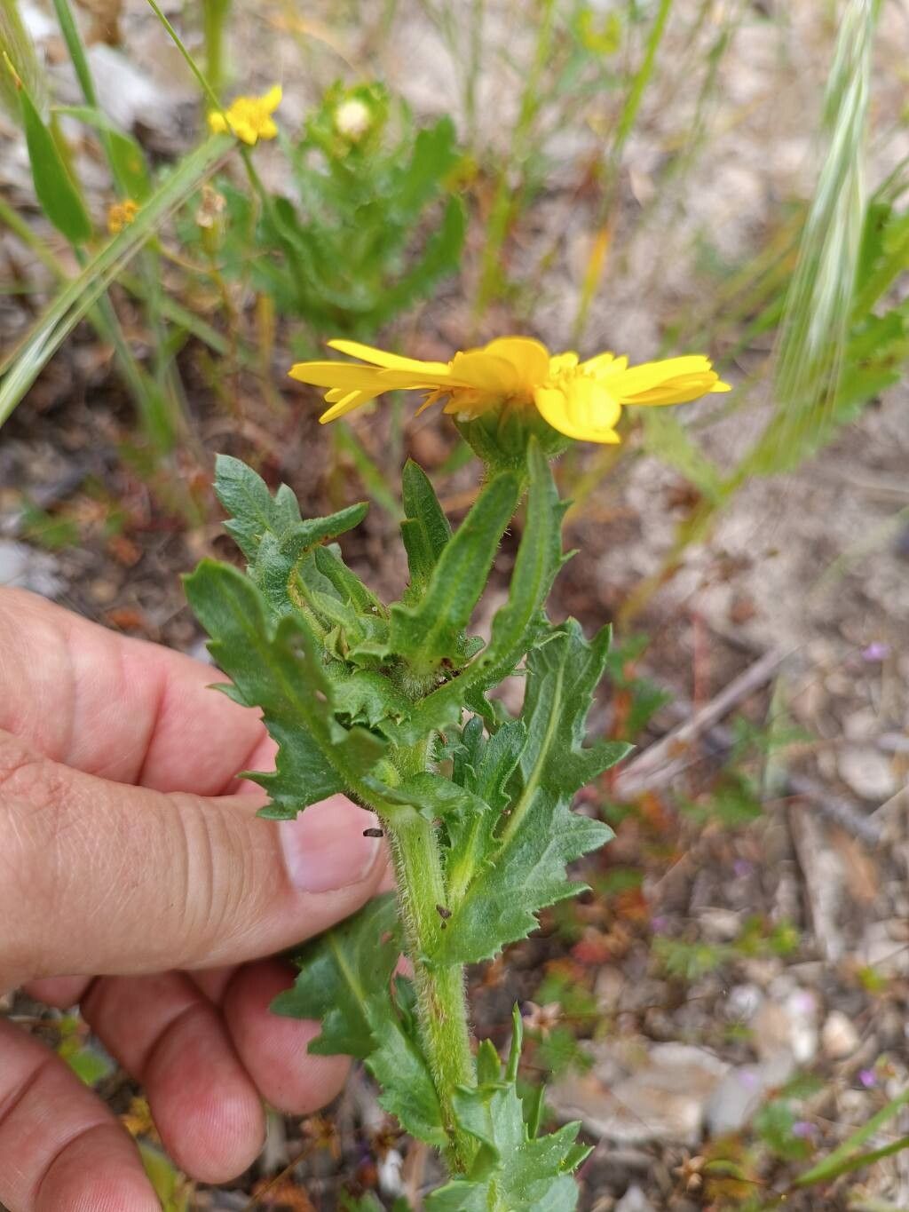 Heteranthemis viscide-hirta — related species from the same genus