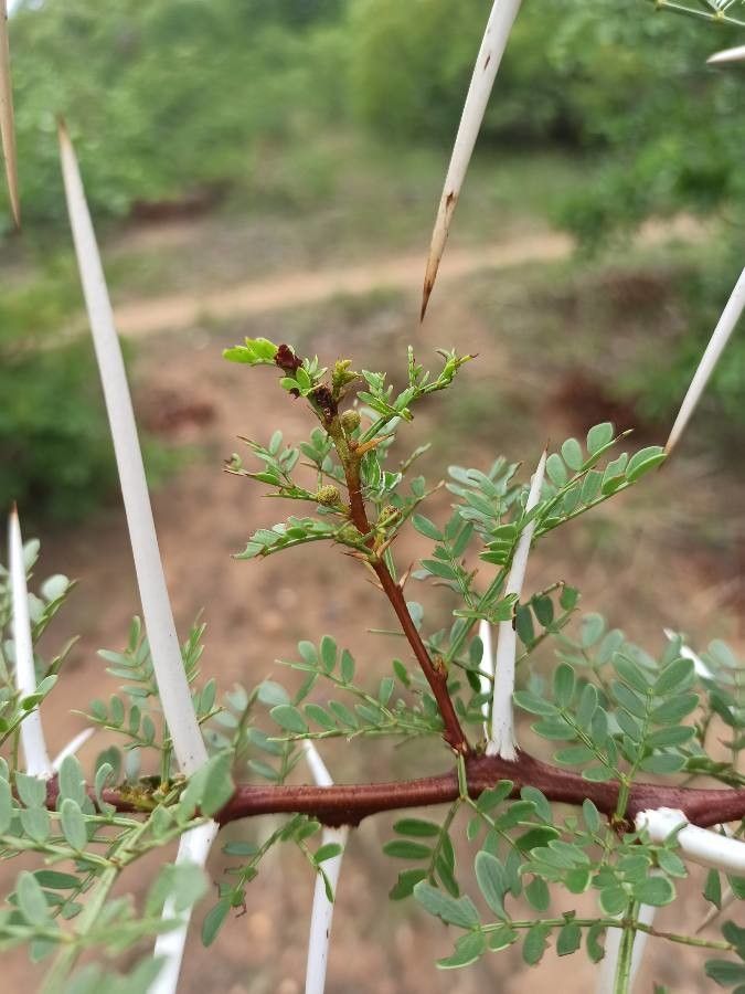 Vachellia exuvialis flower