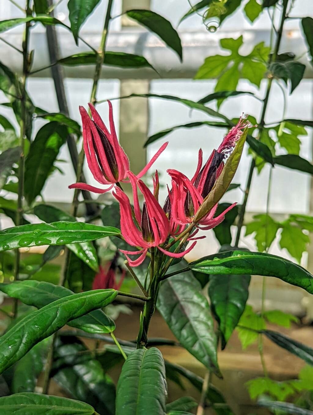 Pavonia multiflora flower