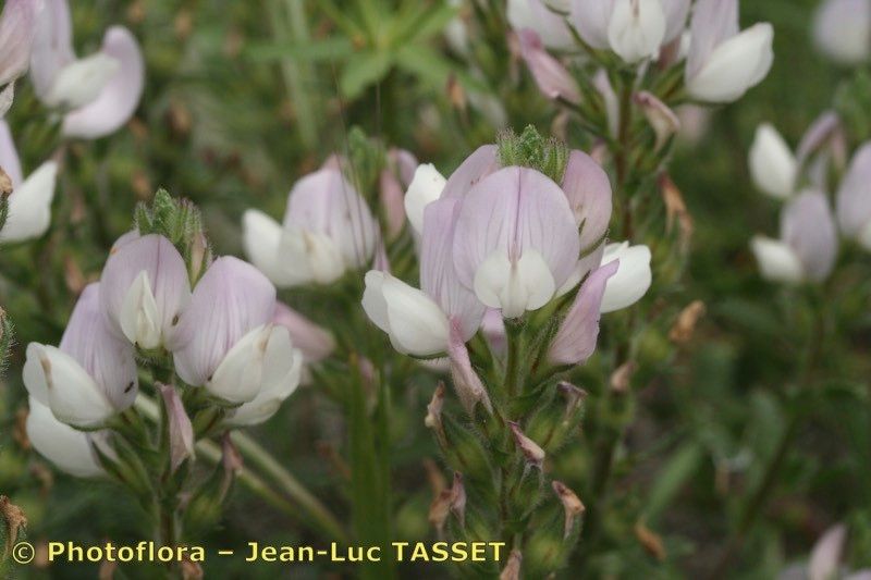 Ononis cossoniana flower