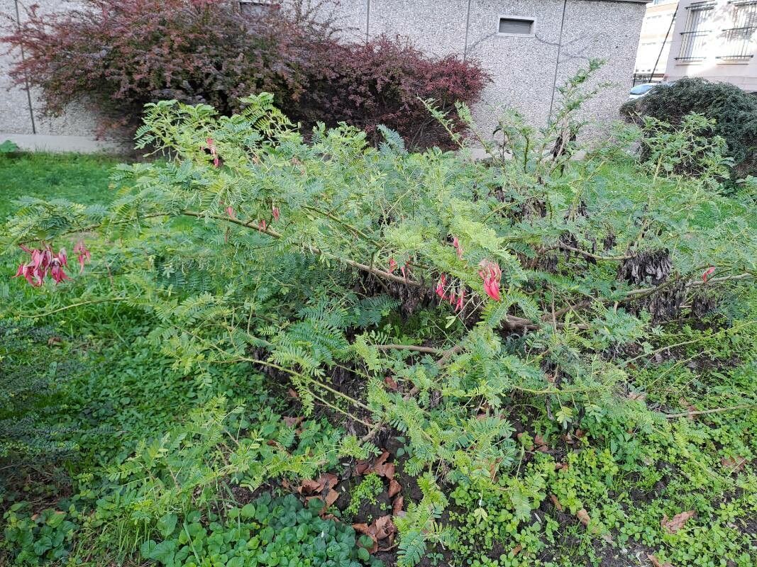 Clianthus puniceus habit