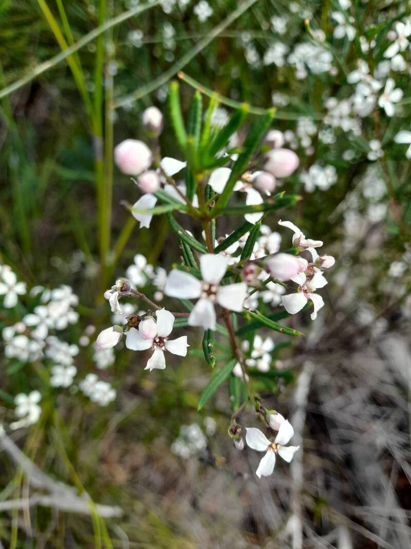 Zieria laevigata flower