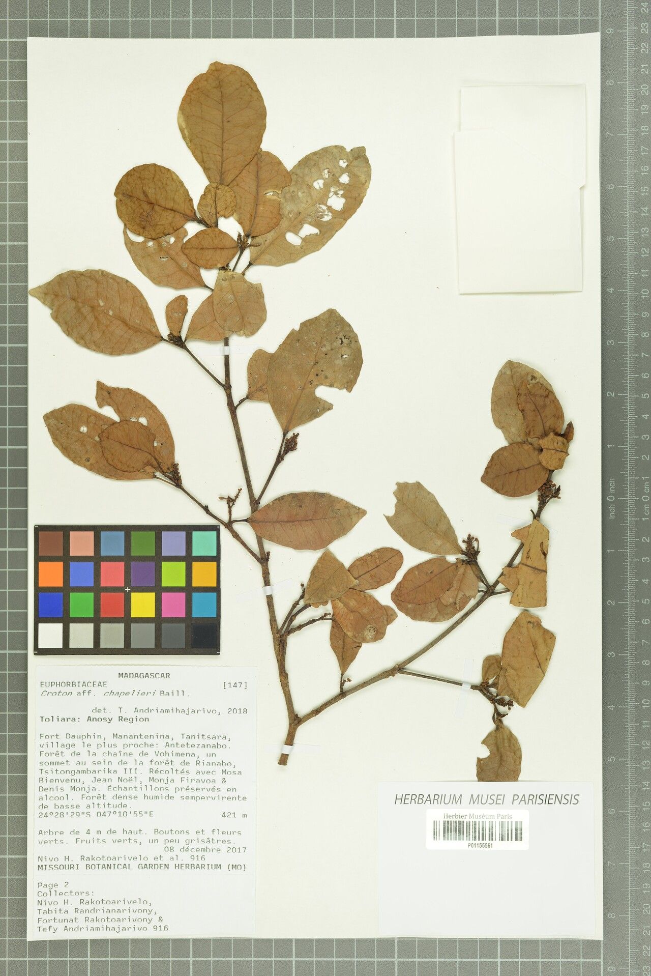 Croton chapelieri — houseplant care guide