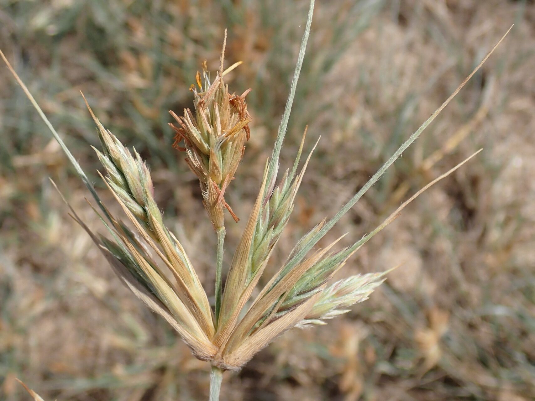 Spinifex sericeus flower