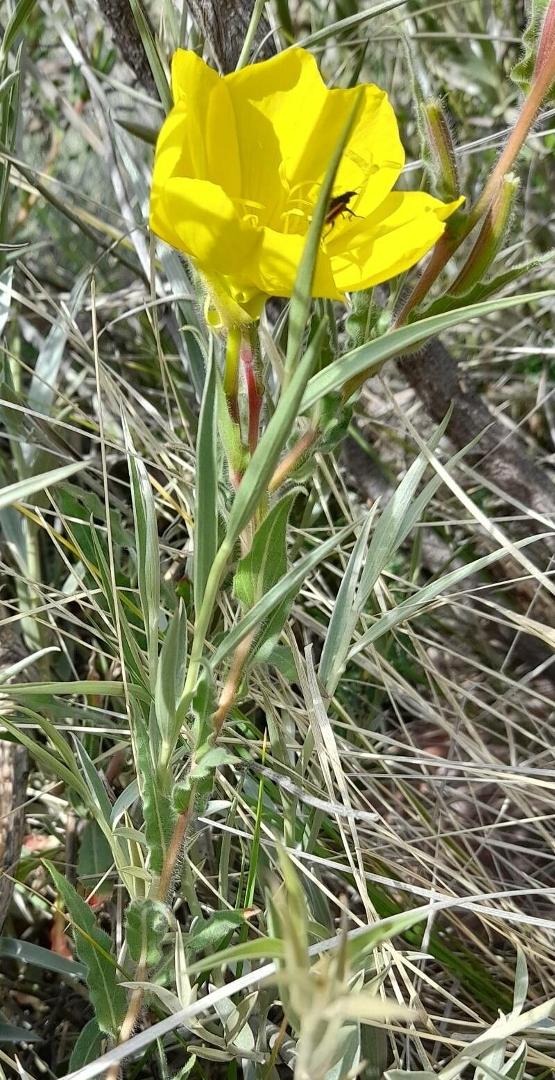 Oenothera affinis habit