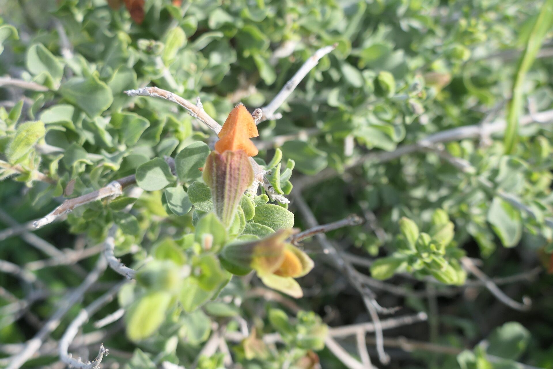 Salvia africana-lutea flower