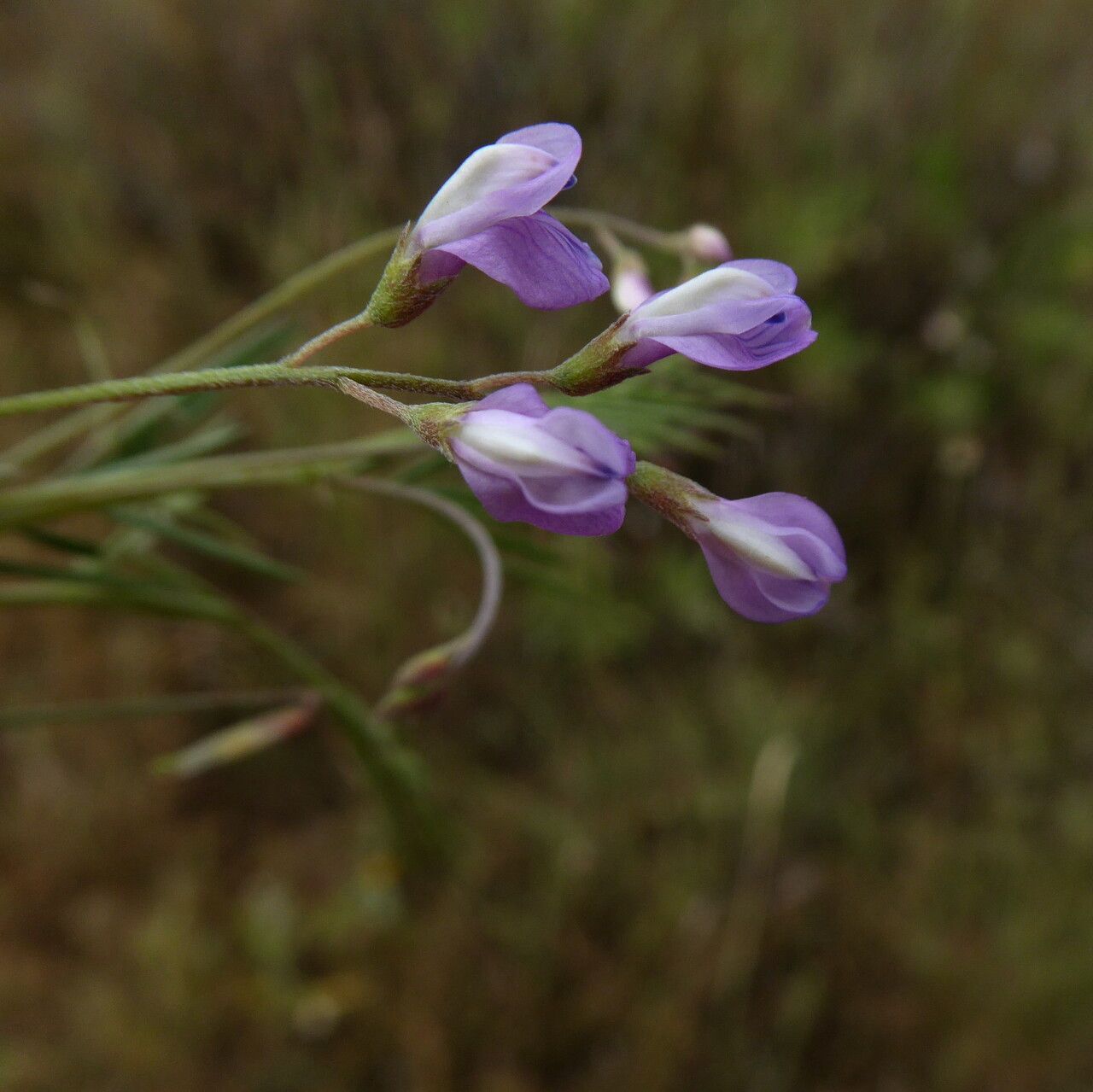 Vicia pubescens flower