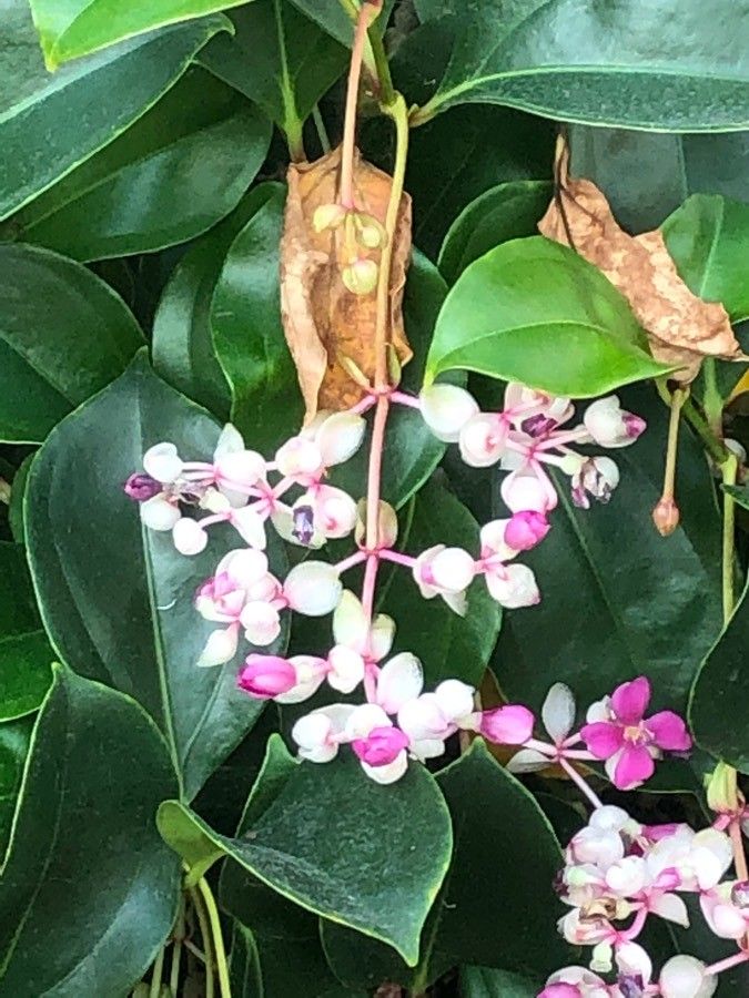 Medinilla mindorensis flower
