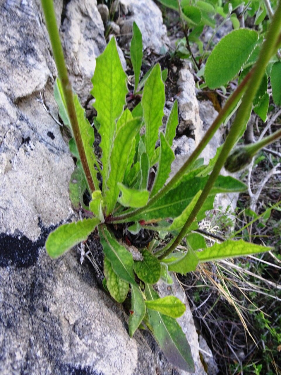 Hieracium cerinthoides leaf