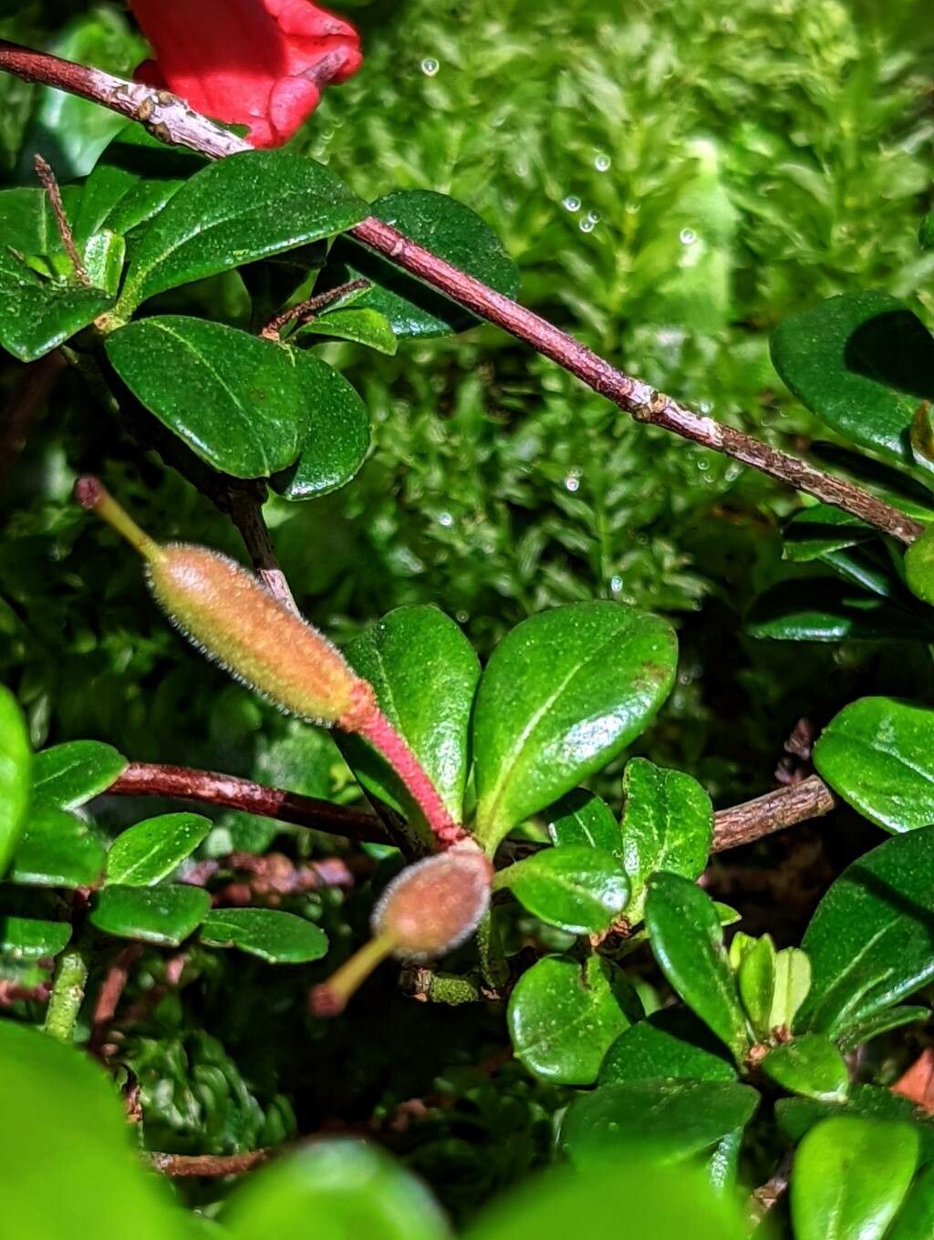 Rhododendron pauciflorum fruit