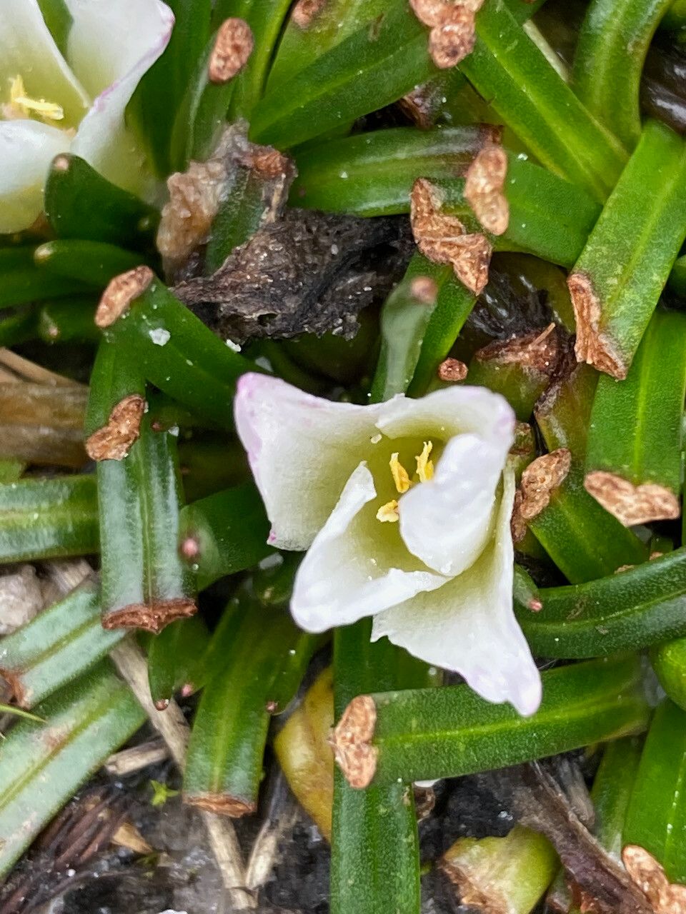 Calandrinia acaulis flower