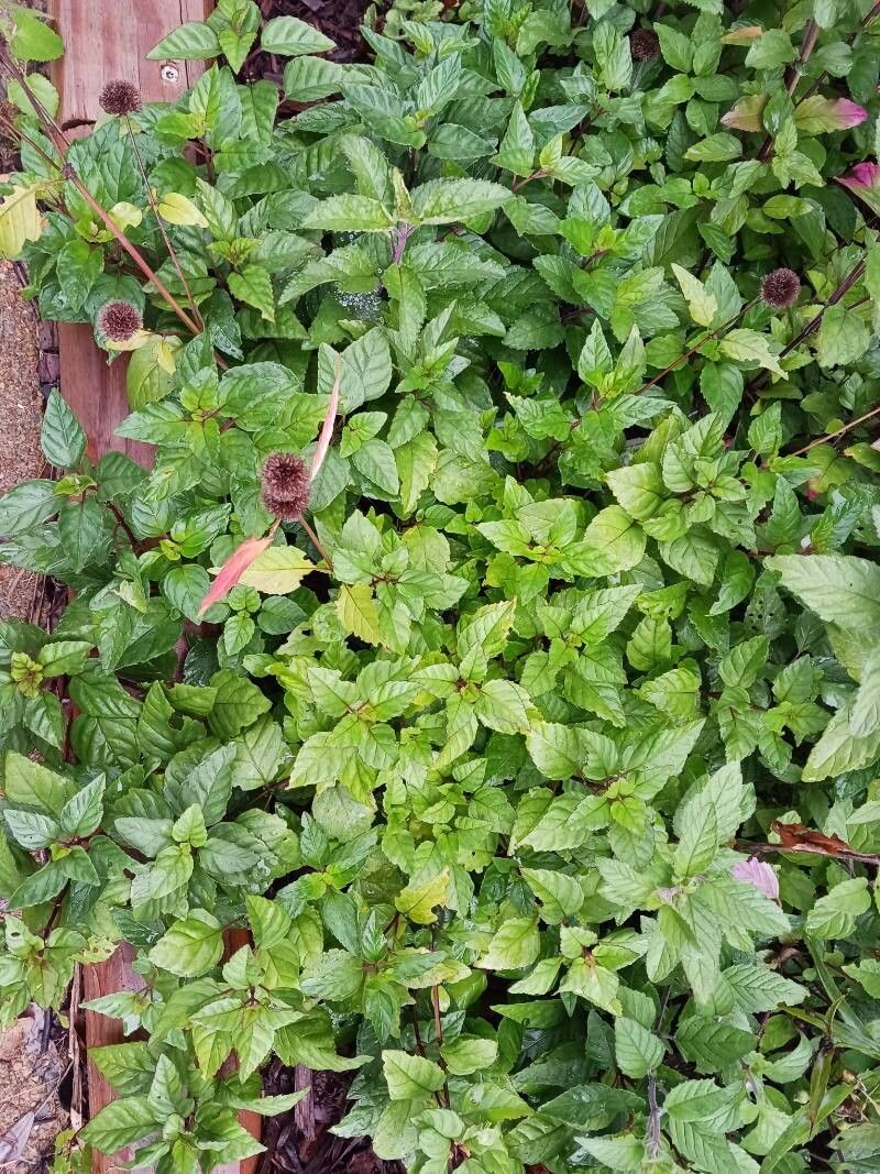 Blephilia subnuda — related species from the same genus