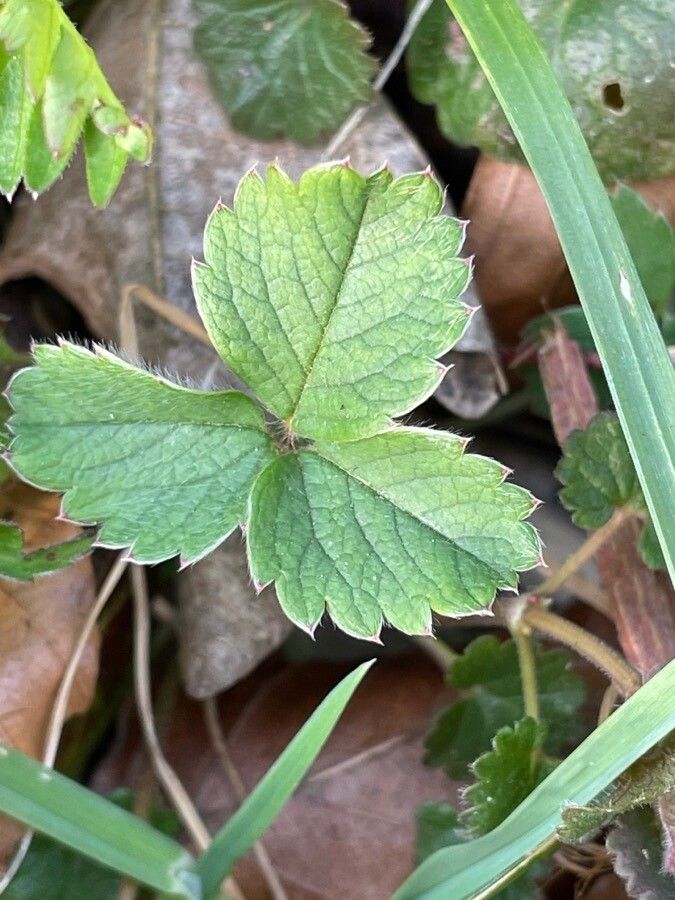 Potentilla sterilis