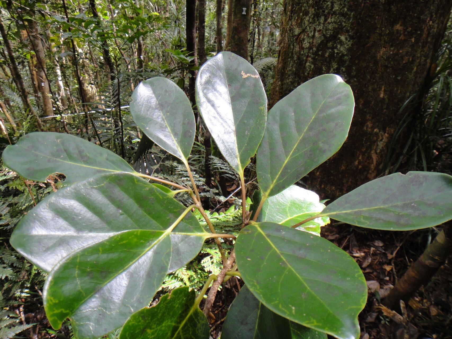 Gmelina magnifica leaf